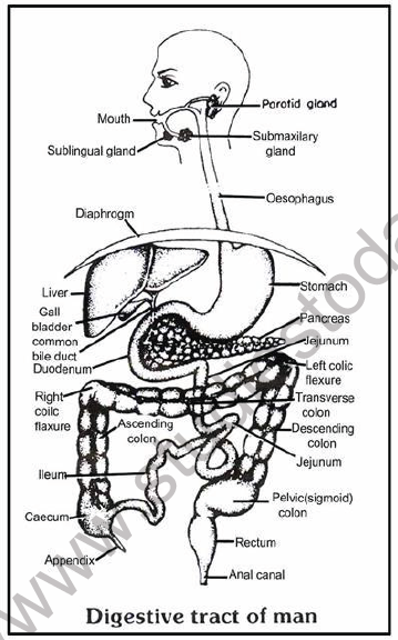 NEET Biology Digestive System Chapter Notes Concepts for Digestion and